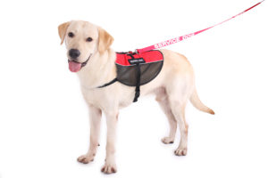 Arnés ligero de rejilla de verano para mascotas para perros pequeños, medianos y grandes, fácil de poner, sin tirones, transpirable, de refrigeración, tamaño XS, tipo de correa de cuello - Product Image 5