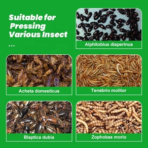 BSF Black soldier fly Insect larves presse à huile machine avec système de filtration - Product Image 2