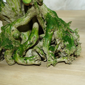 Materiale plastico e radici con muschio 80 centimetri alt bonsai di pino naturale macetas para bonsai baratas giapponese bonsai - Product Image 5