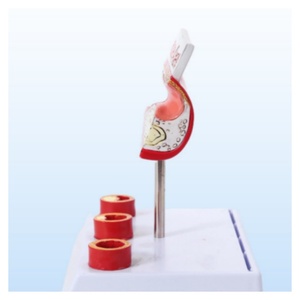 Model perubahan ologis vaskular untuk semua tahap usianya-akurat secara anatomis untuk demonstrasi pendidikan medis & penyakit - Product Image 4