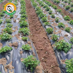 Garden Bee - Cubierta Plástica Biodegradable para Control de Malezas, Certificada por DIN, Agrícola, PLA PBAT, Color Verde Cebolla, para Jardín - Product Image 3