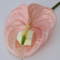 Bunga Potong Segar Berkualitas Tinggi Bunga Asli Alami Anthurium Tata Letak Dekorasi Pernikahan Buket Valentine Aksen Florist Grosir
