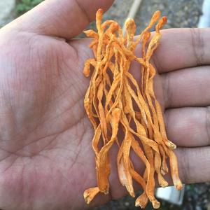 <span class=keywords><strong>Hongos</strong></span> herbales micológicos 3A al por mayor, Cordyceps Militaris amarillo Natural, flor pura <span class=keywords><strong>de</strong></span> hongo, materia prima <span class=keywords><strong>de</strong></span> grado alimenticio - Product Image 5