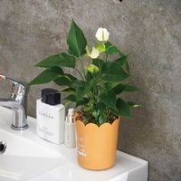 Pot de fleurs en PP en forme de pétale, minimaliste et moderne, pour bureau, plantes vertes, plateau créatif, vente en gros