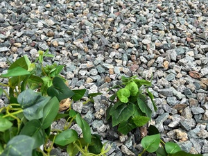 Đá tự nhiên cảnh quan sàn ngoài trời lát màu hỗn hợp Đề án trang trí bước đá bền thoát nước tính năng cho - Product Image 5