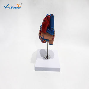 Modelo de anatomía del corazón en dos partes; herramienta de enseñanza médica para la comprensión de la estructura dividida del corazón humano. - Product Image 2
