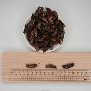 Nhà Máy Bán Hàng Trực Tiếp Đông Khô Dế Protein Cao Khô Thức Ăn Vật Nuôi Giàu Chất Dinh Dưỡng Cho Loài Bò Sát Chim Động Vật Lưỡng Cư - Product Image 2