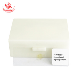 Leptospira, bactéries Leptospira, faculté de médecine, microbiologie, examen de pathogénicité, étude, recherche, lamelle microscopique - Product Image 2
