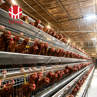 Cage à poules pondeuses automatique de type A à 4 niveaux avec système de collecte des œufs, abreuvoir à tétine, courroie de fumier agricole en acier galvanisé à chaud OEM