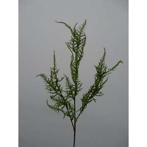 Feuilles d'asperges 70 cm GR - Product Image 1