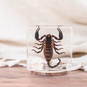 Paperweight Bọ Cạp nhựa Mẫu Giáo Dục Công cụ côn trùng mẫu vật để bán - Product Image 3