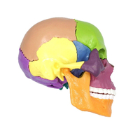 Coloré Naval Médical Crâne Humain Modèle Couleur Mini Version Détachable 15 Pièces Deluxe Edition Squelette Modèle Ressources D'enseignement