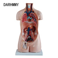 DARHMMY 85CM PVC Modèle de torse anatomique sans sexe avec 20 pièces pour les sciences médicales