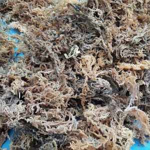 Eucheuma Cottonii séché Ingrédient idéal du Vietnam pour le stabilisateur de nourriture et l'agent gélifiant - Product Image 1