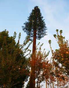 برج اتصالات شجرة مموهة أحادي الصاري-برج خلية صناعية للاتصال بالإشارات المتنقلة 4G 5G - Product Image 3