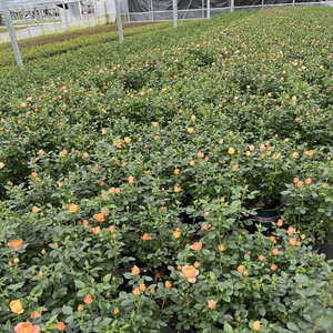 Rose Chinensis, rosier à fleurs, variétés mixtes, différentes tailles, plante vivrière pour aménagement paysager, arbuste ornemental en pot, idéal pour les remises de diplômes - Product Image 4