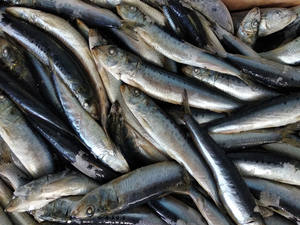 <span class=keywords><strong>ปลา</strong></span>ซาร์ดี<span class=keywords><strong>น</strong></span>สดแช่แข็ง ยี่ห้อ<span class=keywords><strong>เซ</strong></span><span class=keywords><strong>เว่</strong></span><span class=keywords><strong>น</strong></span>สตาร์ รุ่น L101 ขายดี สำหรับทำอาหารกระป๋อง - Product Image 2