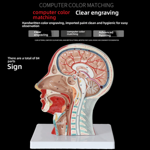 Sezione sagittale con vasi sanguigni e nervi per l'allenamento modello di anatomia della testa facciale di educazione medica - Product Image 5