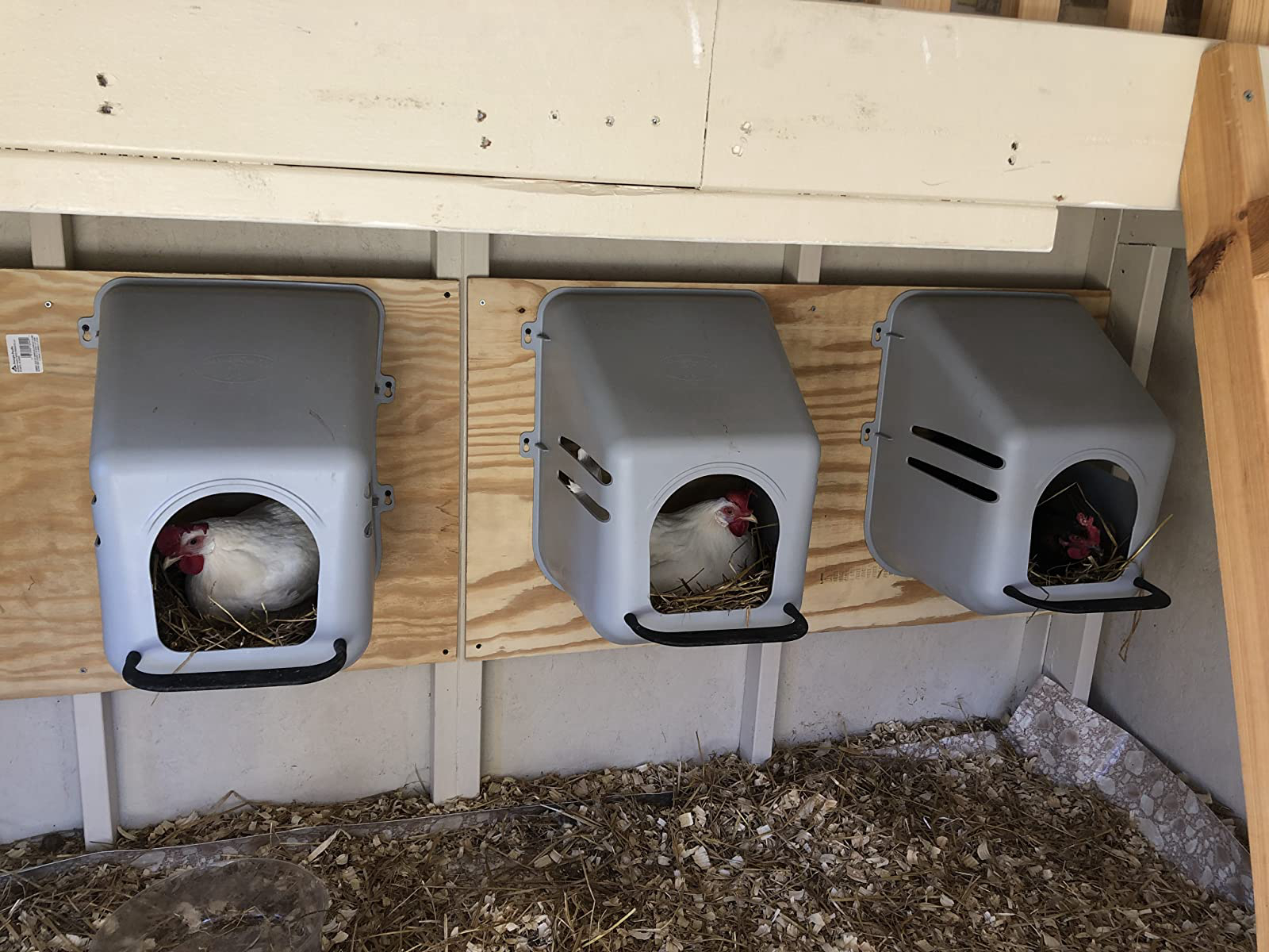 Hen Laying Nest