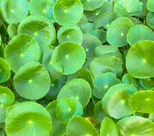 Penjualan langsung dari pabrik kapsul <span class=keywords><strong>centella</strong></span> <span class=keywords><strong>asiatica</strong></span> ekstrak pegagan kapsul pegagan - Product Image 3