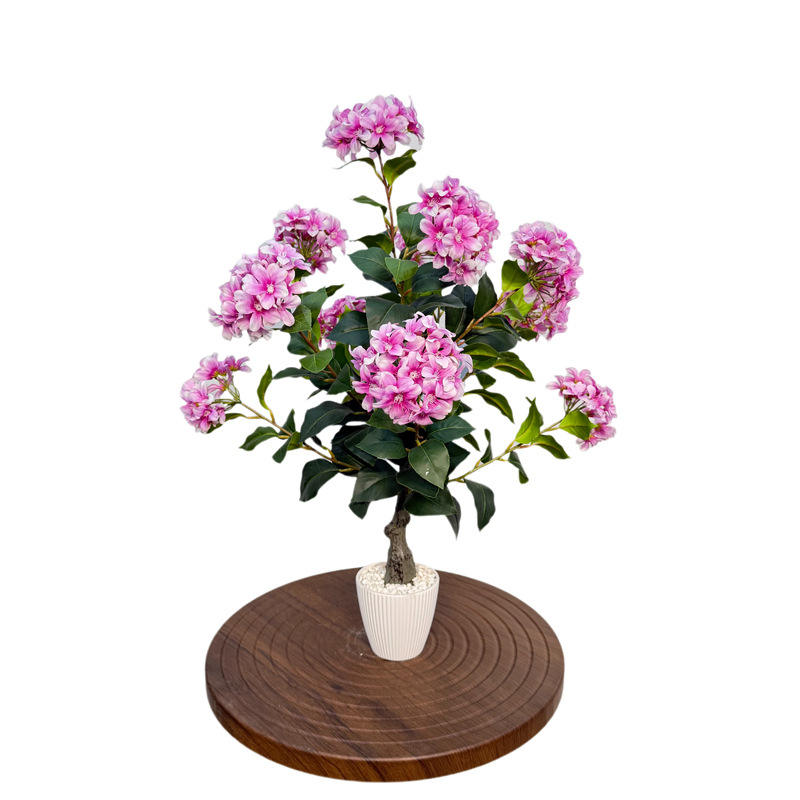 ไฮเดรนเยีย