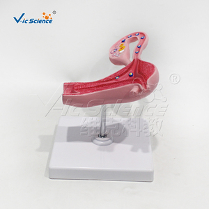 Modèle d'enseignement du processus de fécondation des œufs élargi Science médicale Anatomia Del Sistema Modèle de reproduction - Product Image 3