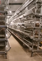 Vente directe usine : Nouveau système d'élevage automatique de type H, cages en batterie pour poulets pondeuses, galvanisées à chaud