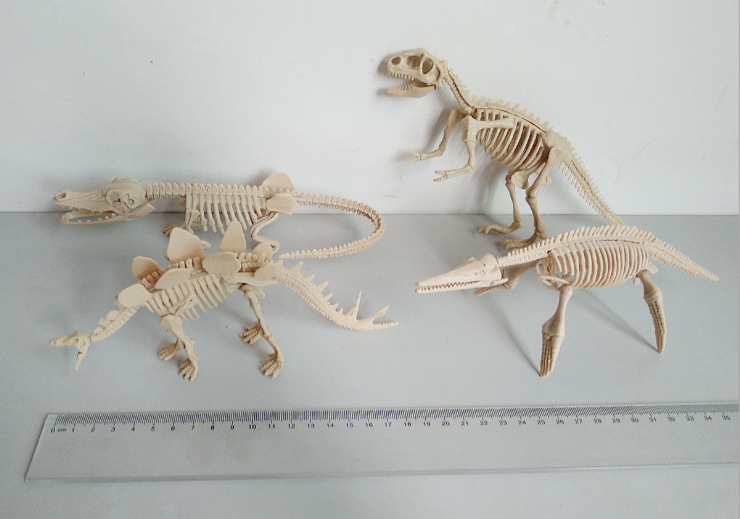 Scheletro di dinosauro assemblato di medie dimensioni