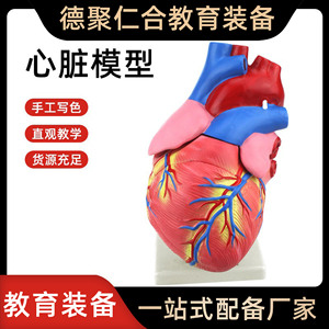Modèle de cœur, anatomie humaine, démonstration pédagogique médicale, biologie des organes, outil pédagogique médical - Product Image 4