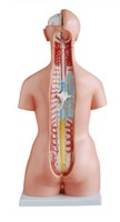 Modelo de Ciencia Médica de 85 cm, Torso Trisexual de 21 Partes, Simulador de Entrenamiento Médico