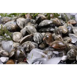 Congelato bollito fresco prezzi economici elaborazione conchiglie vongole frutti di mare baby clam dalla cina