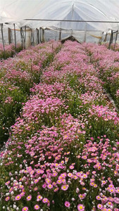 <span class=keywords><strong>Bouquet</strong></span> de <span class=keywords><strong>fleurs</strong></span> séchées de rodanthe, <span class=keywords><strong>fleurs</strong></span> sauvages <span class=keywords><strong>artificielles</strong></span> séchées pour la décoration de la maison et <span class=keywords><strong>des</strong></span> mariages - Product Image 5