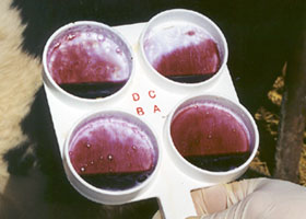 Painel do teste plástico para a mastite ao gado ou ao equipamento veterinário animal da vaca - Product Image 2