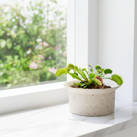 Petit pot de plante en céramique avec trou, beige, gris foncé, pour plantes succulentes, décoration de bureau et de maison