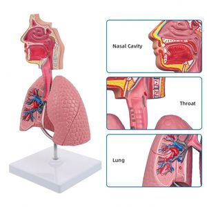 Modèle du système respiratoire humain KyrenMed 1/2 grandeur nature, tête humaine, larynx, poumon, trachée, organes du système respiratoire avec support - Product Image 2