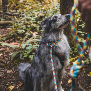 Correa de Perro Resistente y Reflectante, Trenzada, de Poliéster Suave, para Entrenamiento al Aire Libre, <span class=keywords><strong>Collar</strong></span> y Correa Todo en Uno, Ajustable - Product Image 6