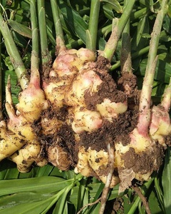 Giá Rẻ Giá Gừng Tươi Bán Buôn Trung Quốc Chất Lượng Cao Gừng Tươi Nhà Cung Cấp Với Số Lượng Lớn - Product Image 6