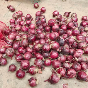 Cebolla Roja <span class=keywords><strong>de</strong></span> Calidad Garantizada, Cosecha Fresca, Bawang Merah, Bawang <span class=keywords><strong>Bombay</strong></span>, Exportación <span class=keywords><strong>de</strong></span> China, Proveedor <span class=keywords><strong>de</strong></span> Cebollas con Tiempo <span class=keywords><strong>de</strong></span> Entrega Rápido - Product Image 1
