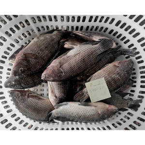 Tilapia Congelée Entière Ronde Noire 500g, Processus de Congélation LQF, Exportation Chine - Product Image 2