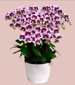 ถาดพลาสติก PP สีดำกล้วยไม้สำหรับกล้วยไม้7-9โครงการโรงแรมค้าปลีกและเชิงพาณิชย์สำหรับ F324 - Product Image 3