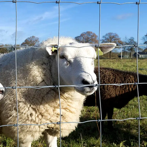 Trang trại lưới hàng rào trang trại hàng rào dây lưới mạ kẽm cừu Hươu ngựa hàng rào <span class=keywords><strong>Net</strong></span> cho gia súc dê - Product Image 3