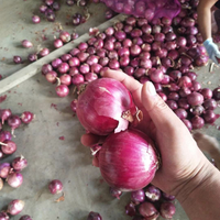 Oignon frais et séché à l'air, oignon jaune et rouge collecté directement auprès du fermier avec un bon prix pas cher cebolla # holland oignon