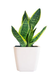 เหมาะสำหรับของขวัญส่งเสริมการขาย กระถางต้นไม้ตกแต่ง คุณภาพสูง ผลิตจากพลาสติก PP/PE ปลอดสารพิษ รีไซเคิลได้ สไตล์มินิมอลแบบนอร์ดิก - Product Image 3