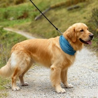 Bandana rafraîchissante pour chien en gros – Écharpe de refroidissement pour grands chiens, accessoires de camping pour chiens, tours de cou rafraîchissants, bandana pour animaux de compagnie