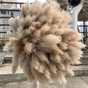 Pampas chauds 50-<span class=keywords><strong>80</strong></span> <span class=keywords><strong>cm</strong></span> blanc rose beige moelleux séché naturel grand herbe de la pampa - Product Image 5