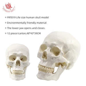 Modelo de cráneo humano anatómico 3 partes FRT019 ciencia médica la mandíbula de la barbilla puede morder con 3 dientes modelo de cráneo de tamaño natural extraíble - Product Image 4