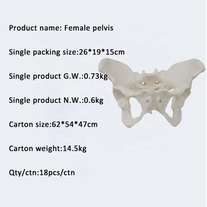 Lebensgroßes männliches Becken modell Becken modell Kleines Becken modell - Product Image 6