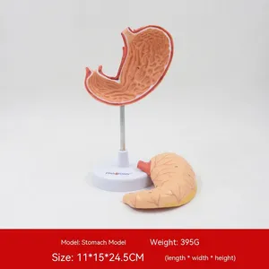 Detachable Stomach Model Stomach Anatomy Human Organs Teaching Model Gastrointestinal Model