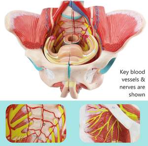 Modello Anatomico del Bacino <span class=keywords><strong>Femminile</strong></span> - Modello Didattico per Scuole e Ospedali in Materiale PVC - Product Image 3