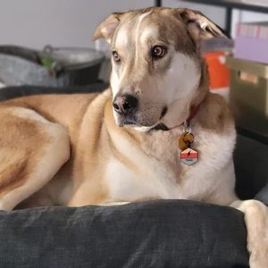 <span class=keywords><strong>2025</strong></span> 새로운 사용자 정의 저렴한 내구성 QR 코드 애완 동물 개 ID 태그/ID 태그 - Product Image 6